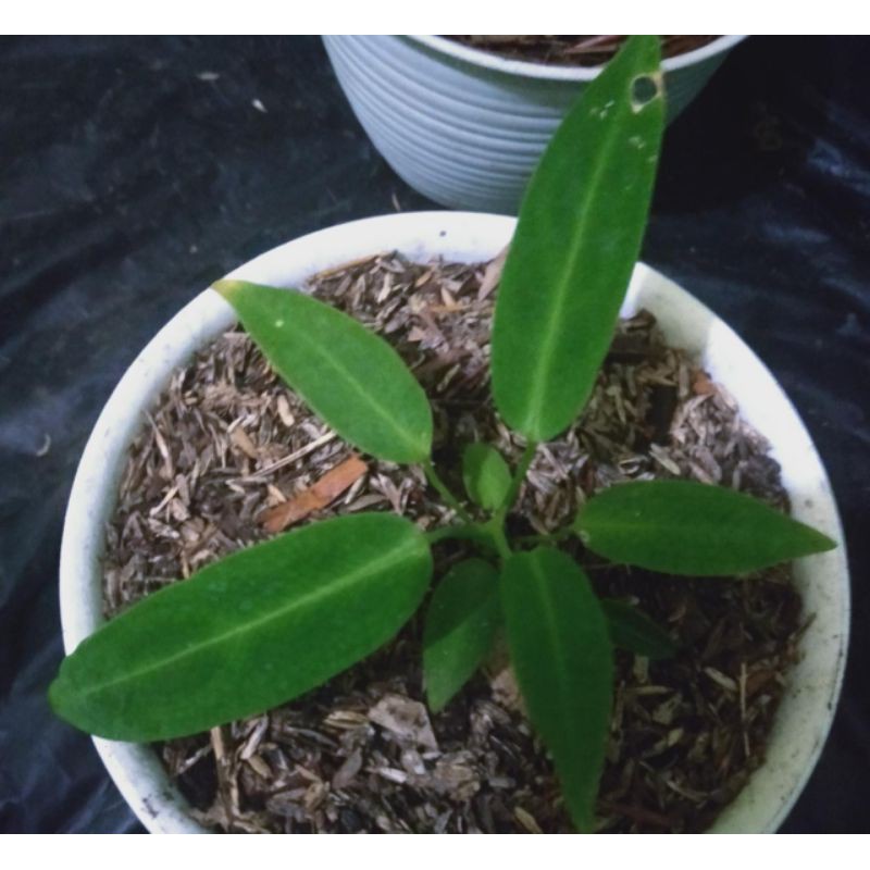 TANAMAN HIAS''LIDAH GAJAH"