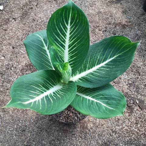 DIVEN GURITA - Tanaman Hias Diven Gurita - Pohon Aglonema