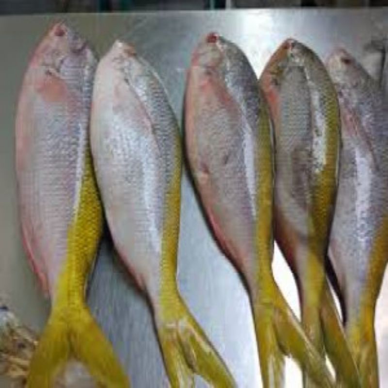 

Ikan Ekor Kuning Segar 500 gram SAYUR ONLINE BANDUNG