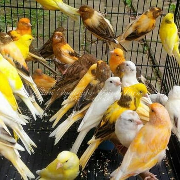 Jual Burung Kenari Af Super Afs Rasa F1ys Sejodoh Jantan Betina Shopee Indonesia