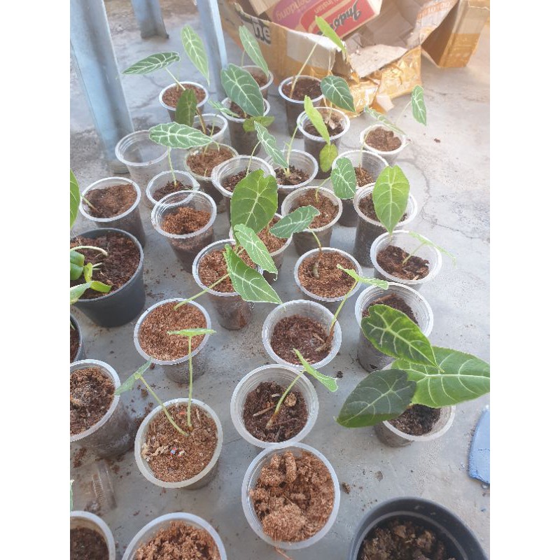 ALOCASIA SP WATSONIANA DOFF