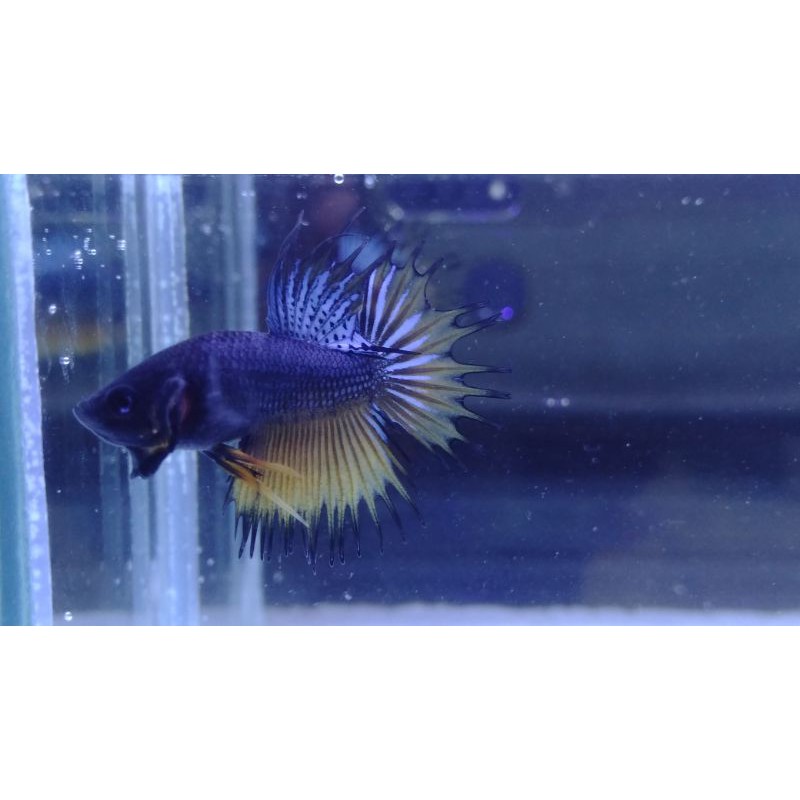 ikan cupang hias crowntail serit #CT06
