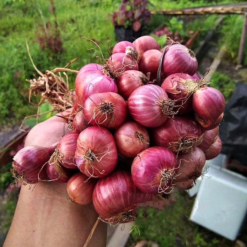 50 Biji - Benih Bawang Merah LOKANANTA