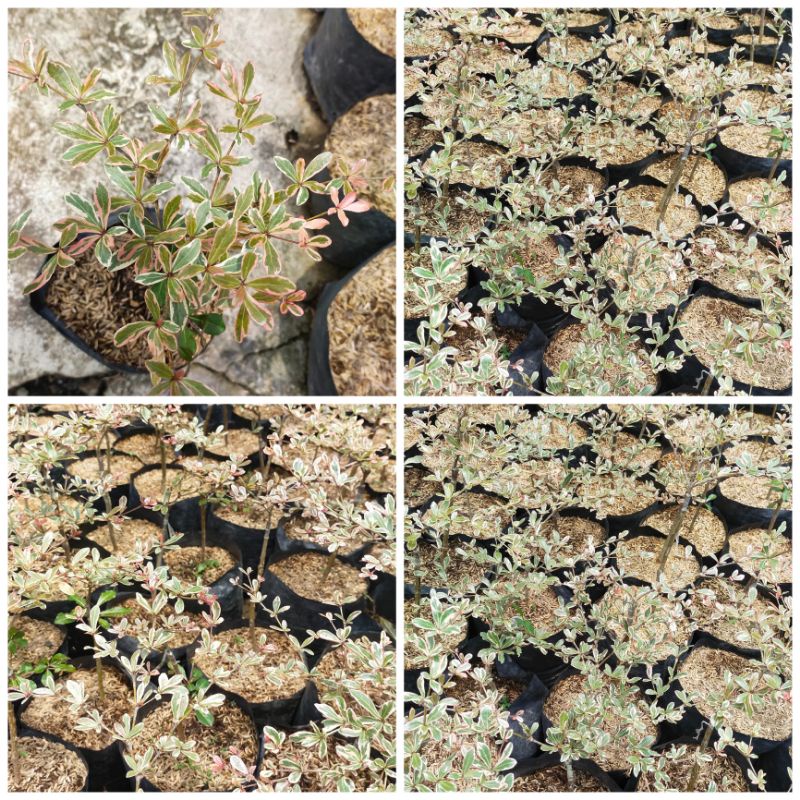 ketapang kencana varigata