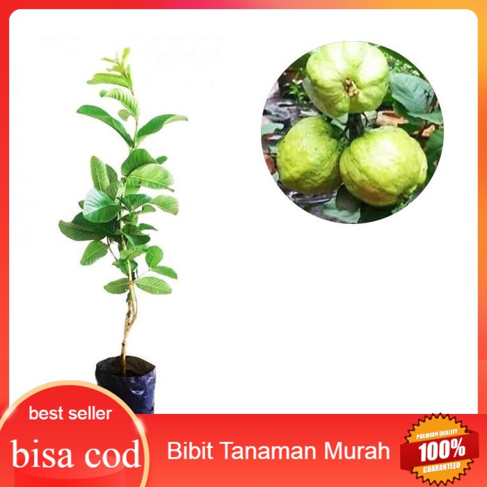 Bibit jambu kristal tanpa biji