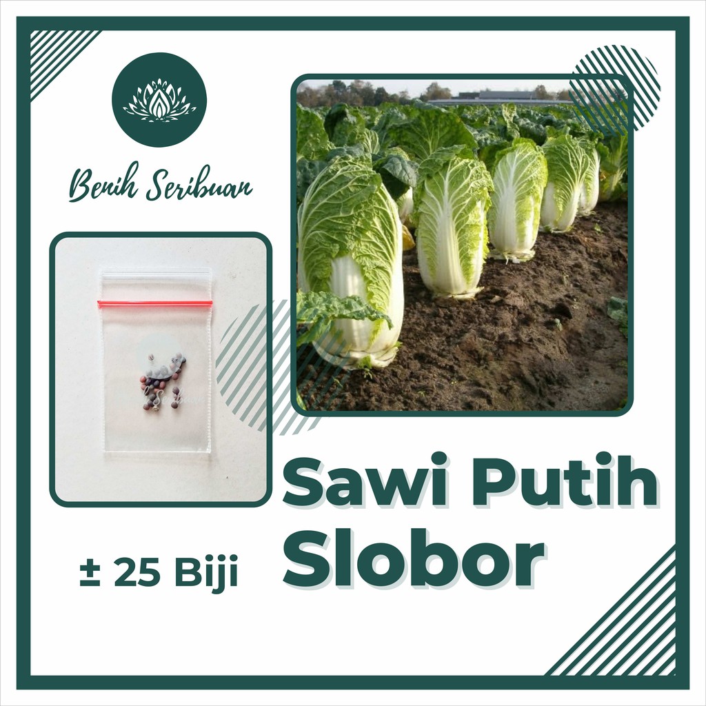 25 Benih Sawi Putih Autumn Sun F1 Bibit Sayuran Dataran Rendah Sayur Slobor Super Unggul Seribuan