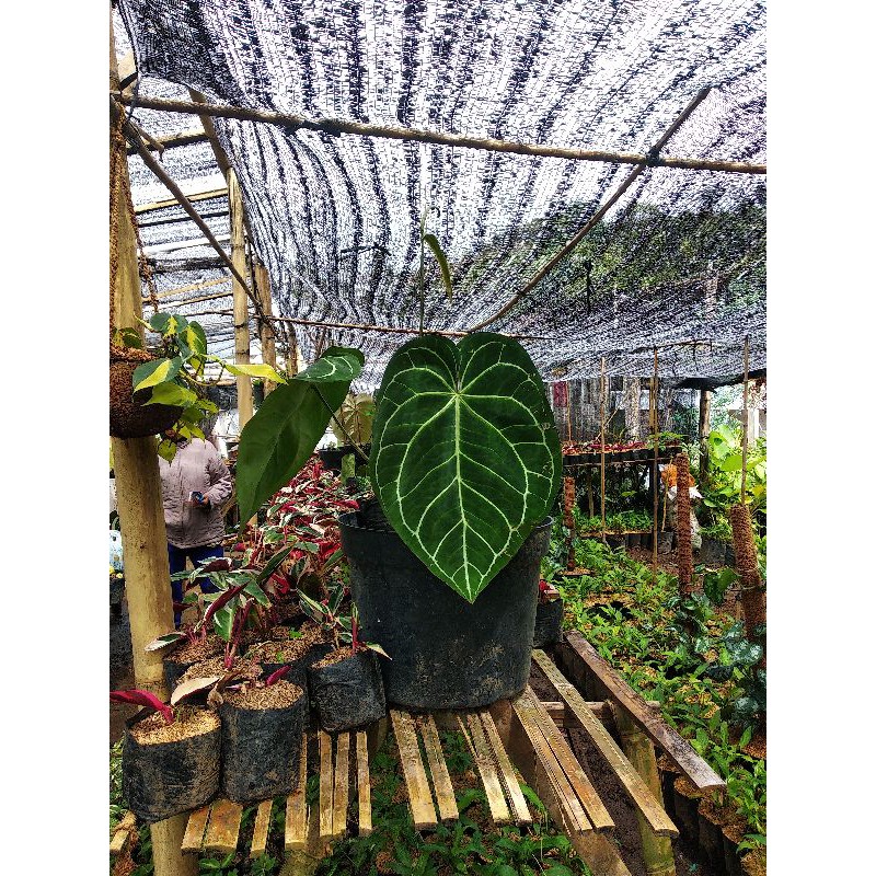 Tanaman Kuping gajah besar