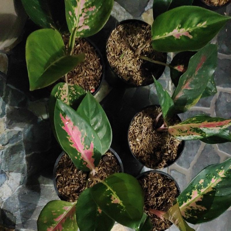 aglaonema pink kocin