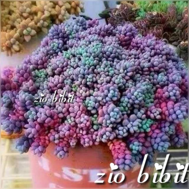 Bibit Benih Biji Kaktus Sukulen Tanaman Hias Mini Import Nefti