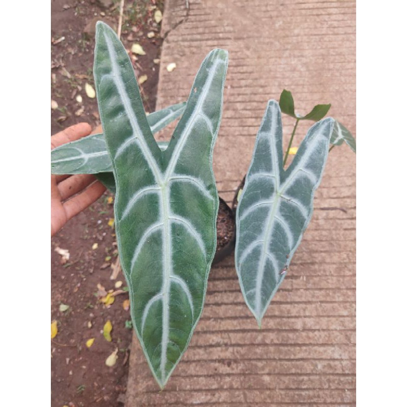 alocasia longiloba - alocasia kuping kelinci - alocasia longiloba silver - alocasia - longiloba