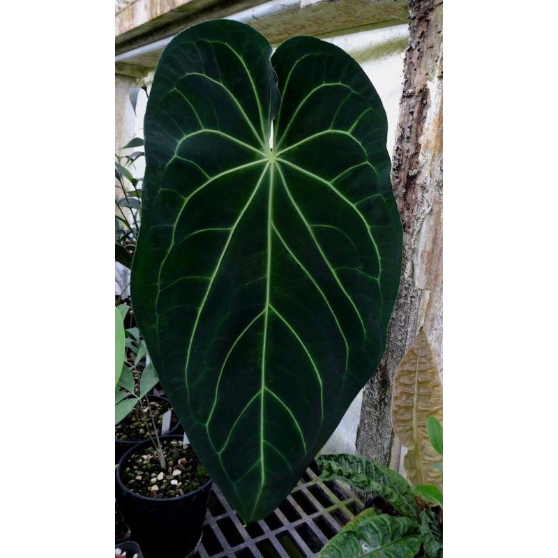Anthurium Magnificum