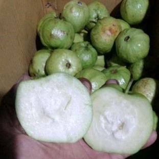 

Buah jambu kristal fresh 1 kg