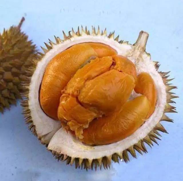 Bibit Durian Duri Hitam Super