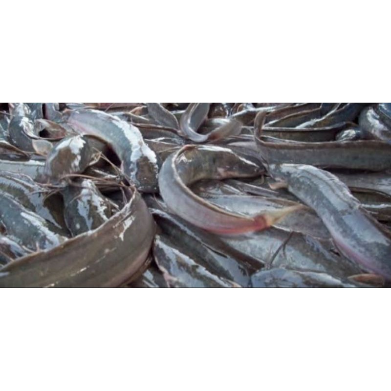 

Ikan Lela Segar 500Gram