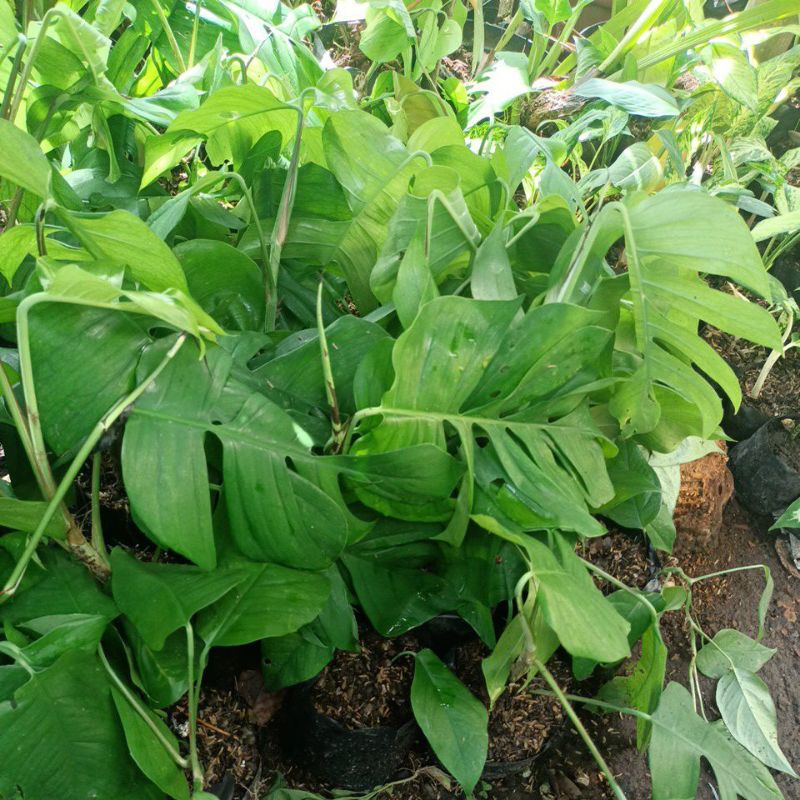 MONSTERA EPIPREMNUM  RAPIDOPORA/  EKOR NAGA