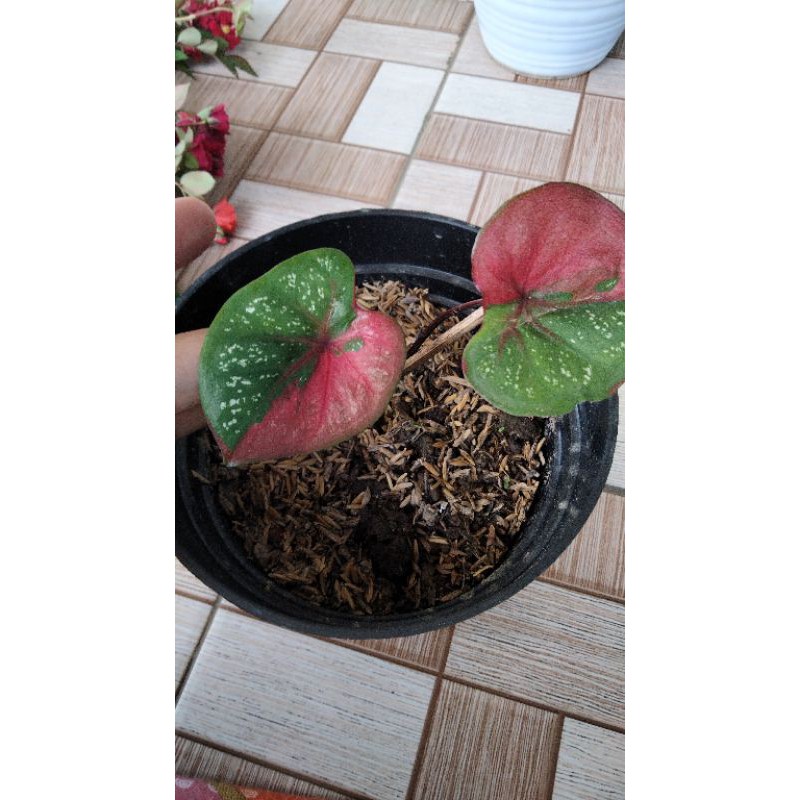 caladium baret