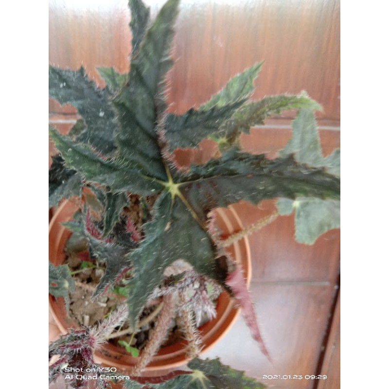 begonia black Velvet/red Velvet