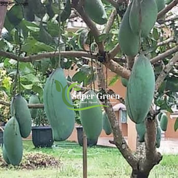 bibit mangga mahatir super