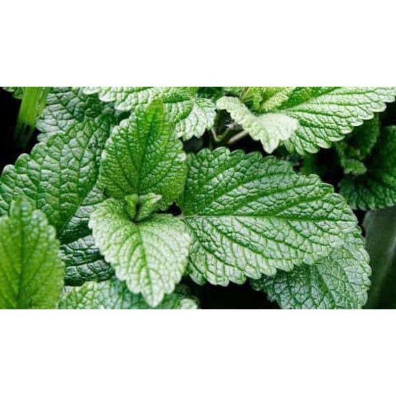 

daun mint 100gr