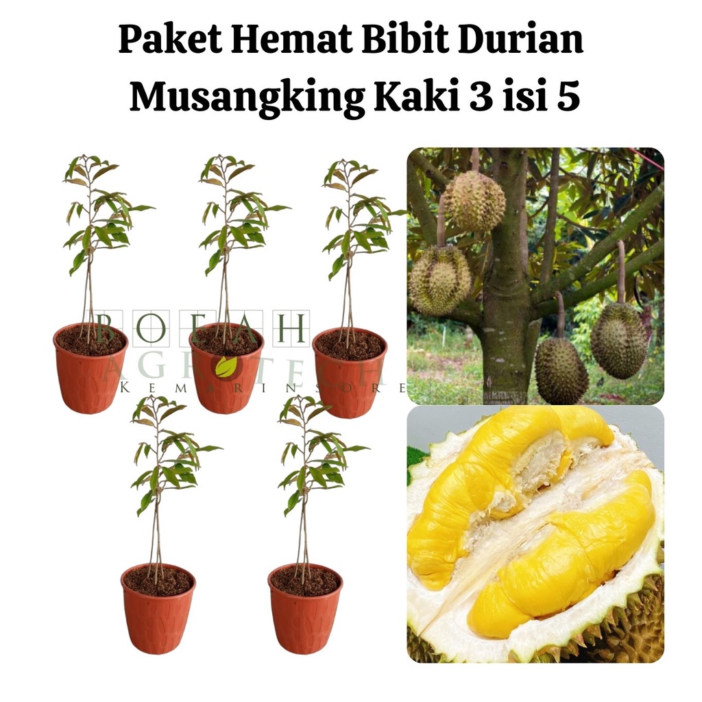 Paket Hemat Bibit Durian Musangking Kaki 3 Isi 5 Bonus Bibit Strawberry+Polibag