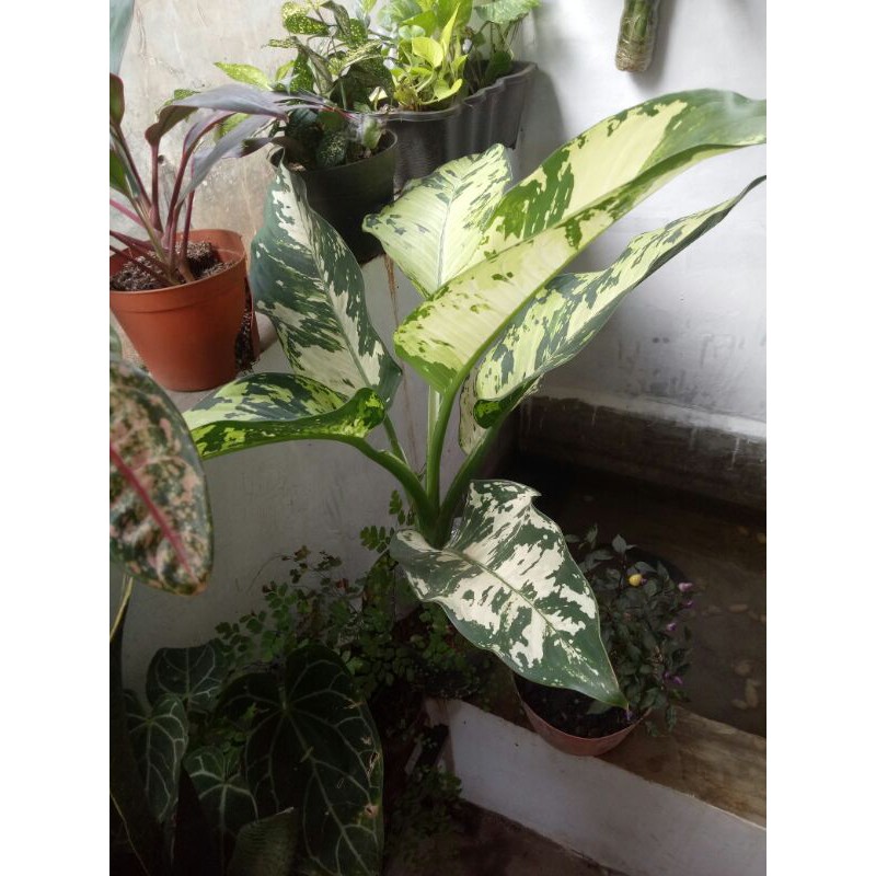 tanaman hias aglonema siam paragon white-aglonema putih siam paragon-aglonema siam paragon loreng