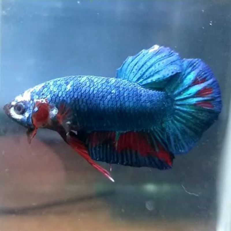 

cupang