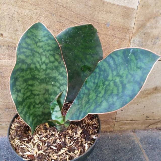 Jual Tanaman Hias Sansevieria Masoniana Sansivera Centong Shopee