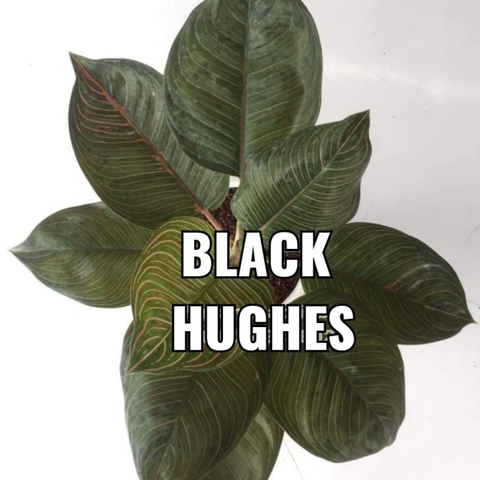 Tanaman hias Aglonema Black Hughes