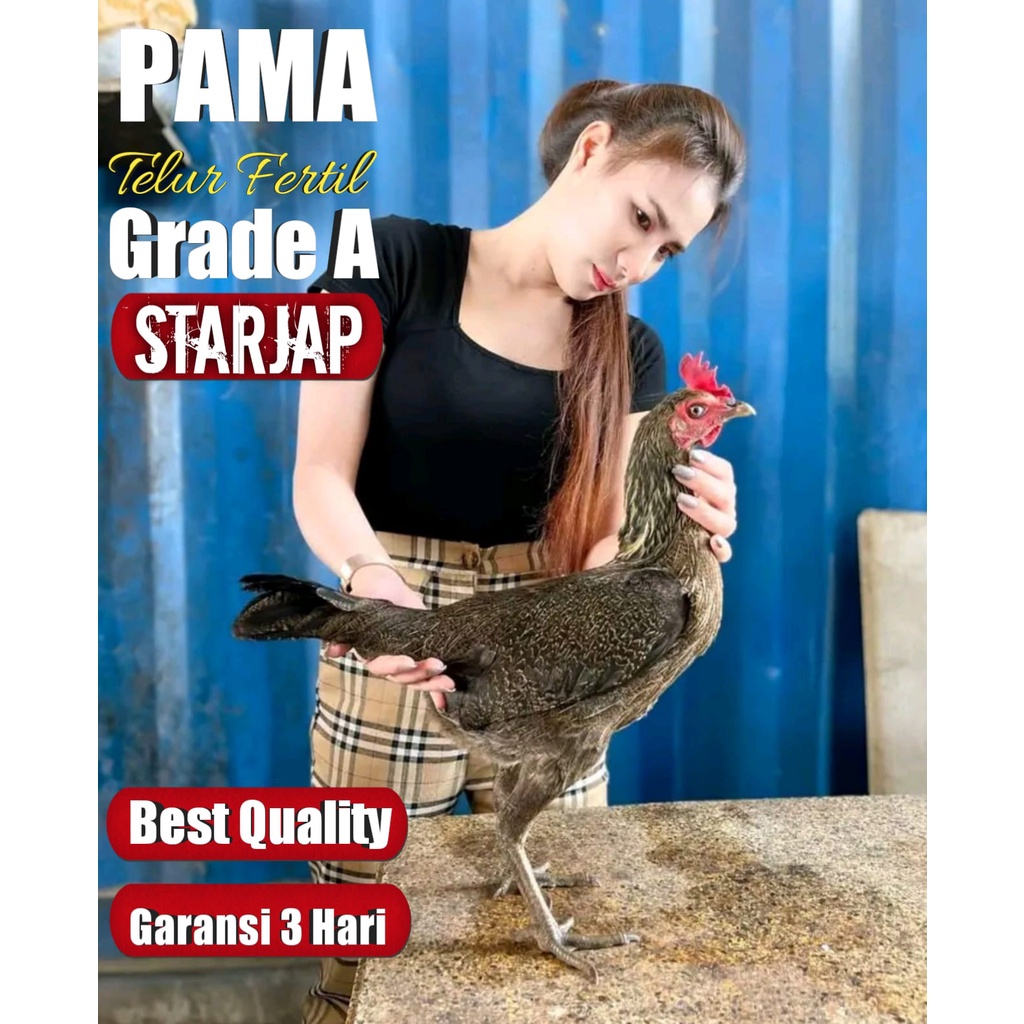 ayam asli thailand asli babon biang induk pama super pukul saraf telur fertil