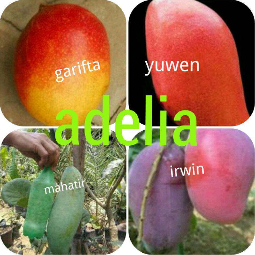 *_$1 PAKET 4 BIBIT MANGGA GARIFTA YUWEN MAHATIR IRWIN DM+