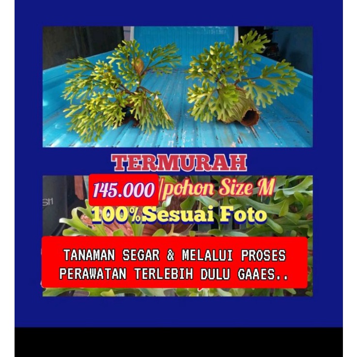 145.000 SIZE M (4 POHON)PALTYCERIUM RIDLEYI/ANGGREK TANDUK RUSA(TANAMAN RUSAK KITA KRIM ULANG YA KA)