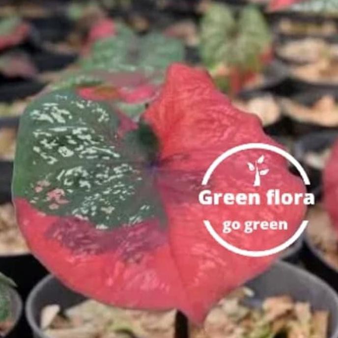 Tanaman Hias Keladi Baret Merah-Tanaman Keladi Baret Merah-Pohon Kelad