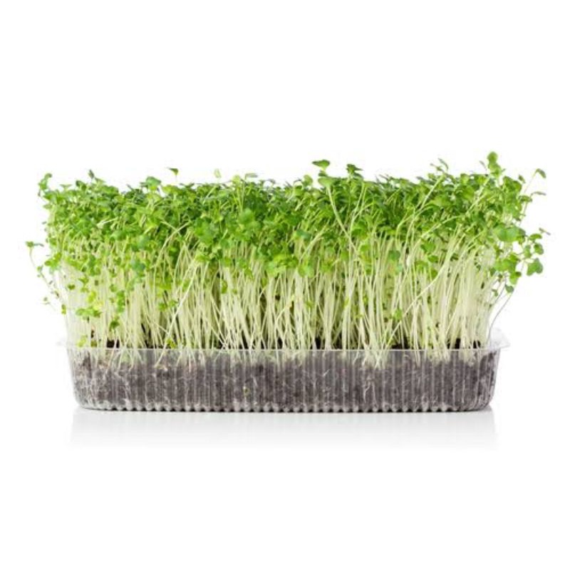 Benih Microgreen Sprout Benih Bibit Microgreen Alfalfa Red Cabbage Broccoli Buckweat