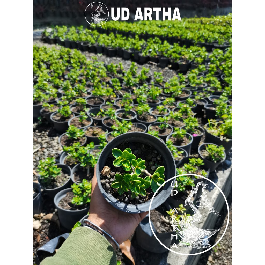 Bonsai Beringin Dolar Mangkok UD ARTHA BONSAI