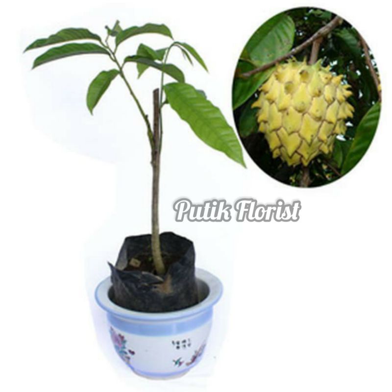 Bibit Tanaman Buah Srikaya Biriba / Srikaya Nanas