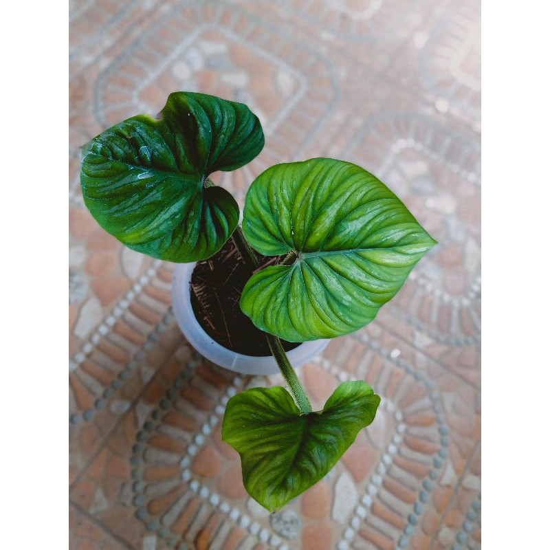 philodendron plowmani