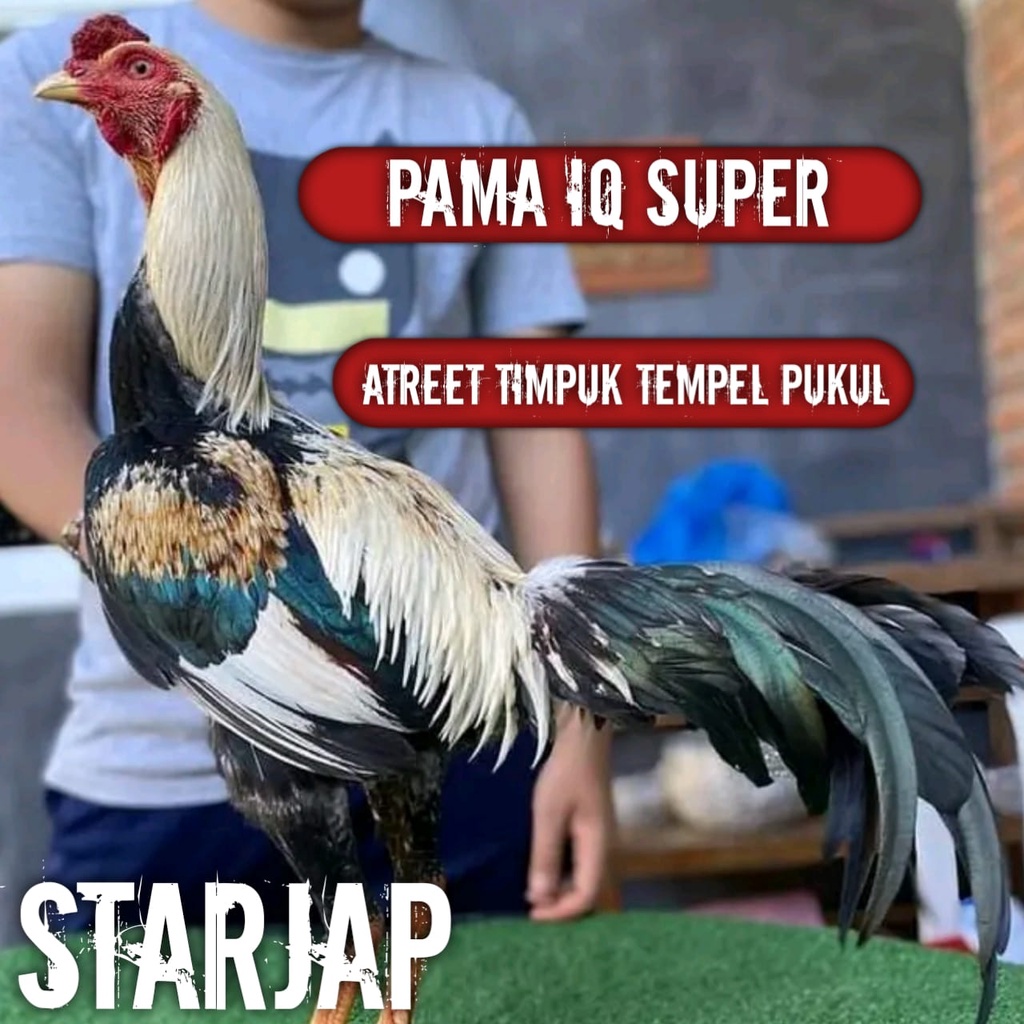 telur ayam bangkok pama super iq perbutir jalak cempaka