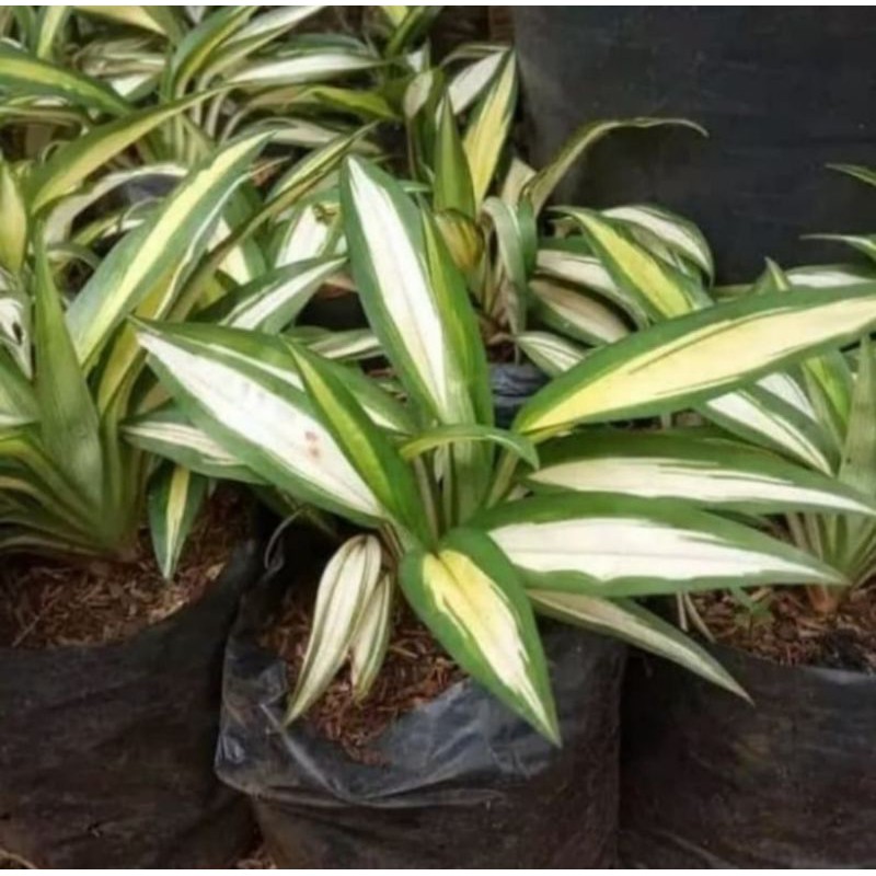 Pohon Lili Paris Hawai Jumbo Tanaman Hias Lili Paris Hawai Daun Besar