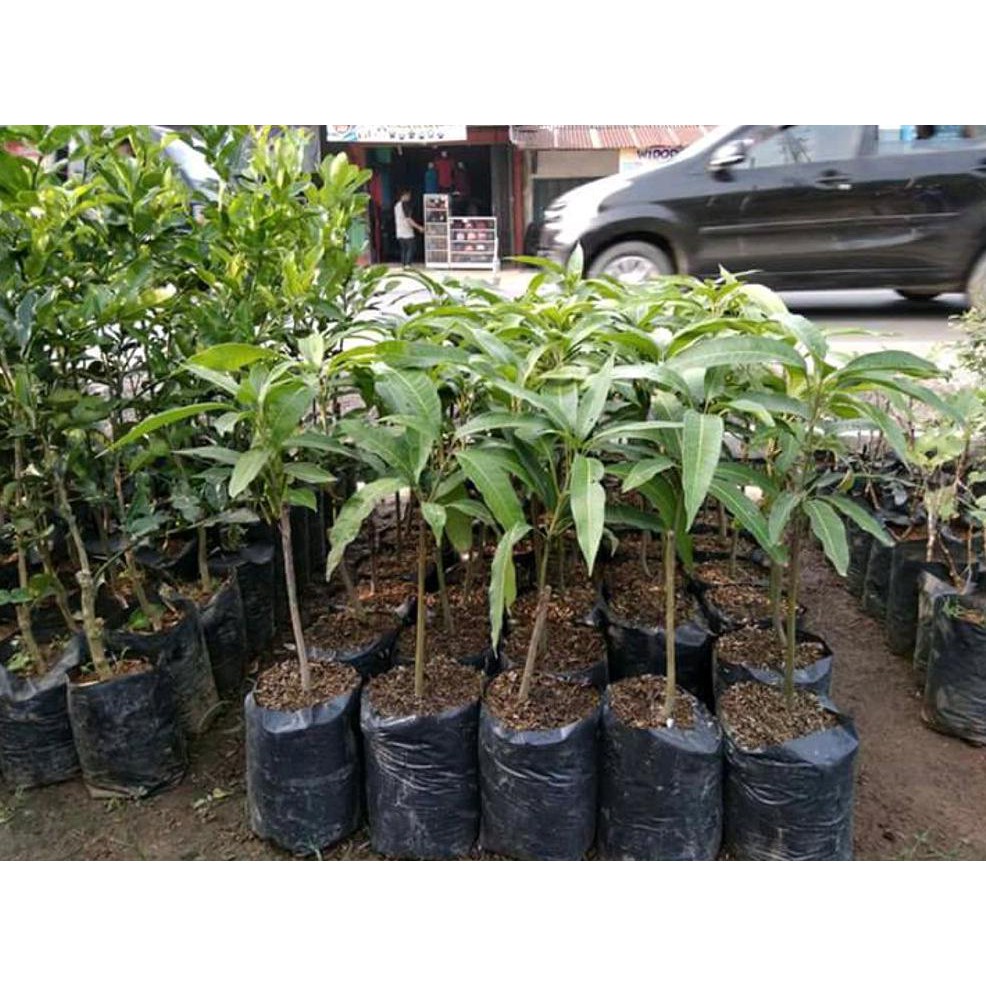 BIBIT BUAH MANGGA IRWIN @_@