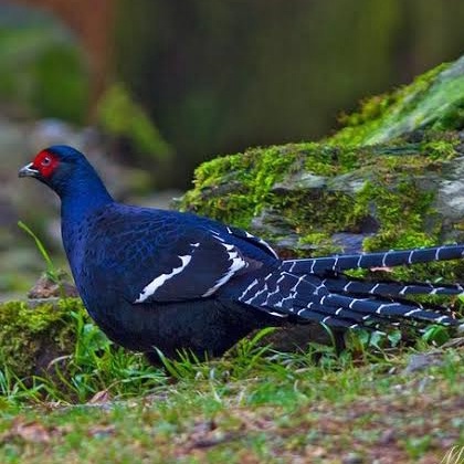 

TELUR AYAM HIAS RINGNECK PHEASANT JENIS MIKADO FERTIL ASLI UNTUK TERNAK