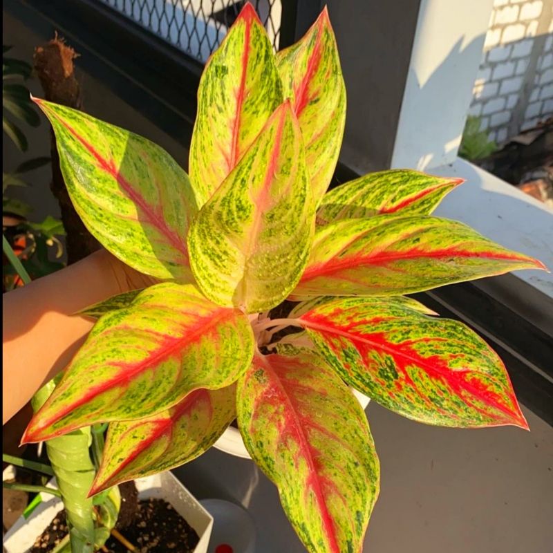 Tanaman hias aglonema goldenswitch-aglaonema-tanaman hias hidup-tanaman bunga-tanaman hidup aglonema