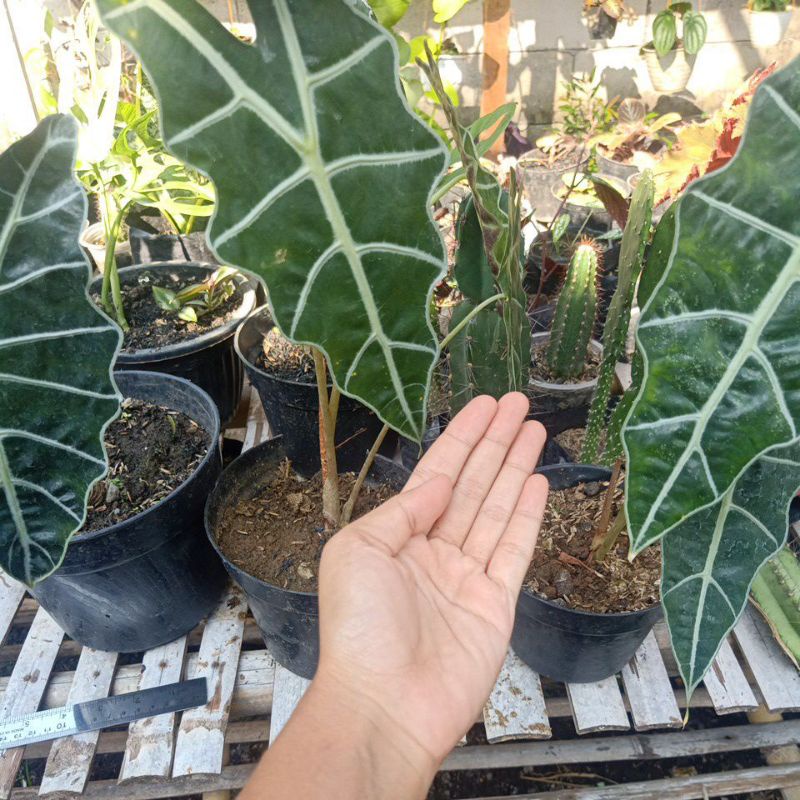 alocasia amazon