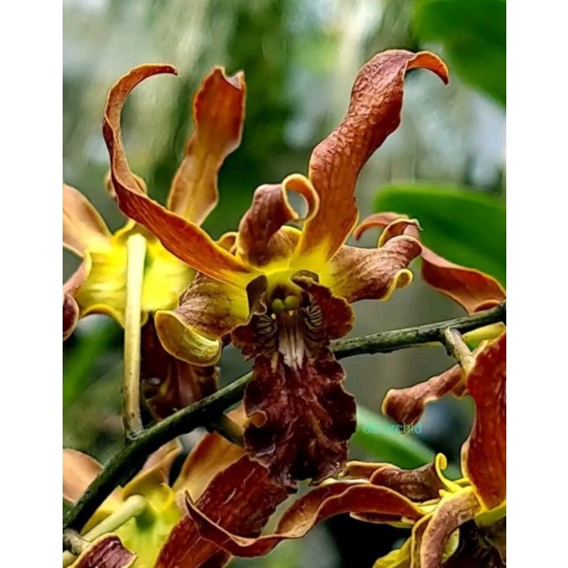 Dendrobium Black Alien