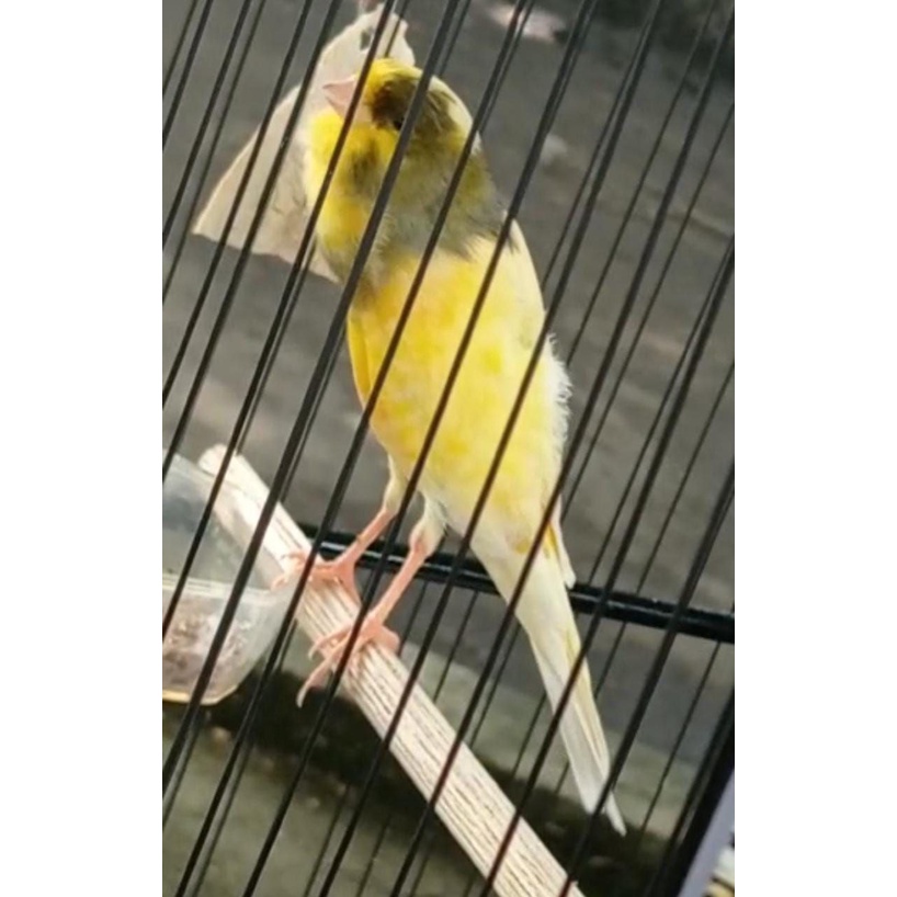 KENARI YORKSHIRE INDUKAN PRODUKSI SEPASANG