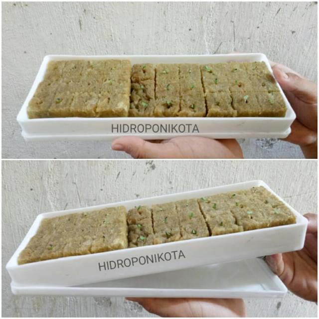 tray semai hidroponik - tray semai microgreen - tray semai kotak