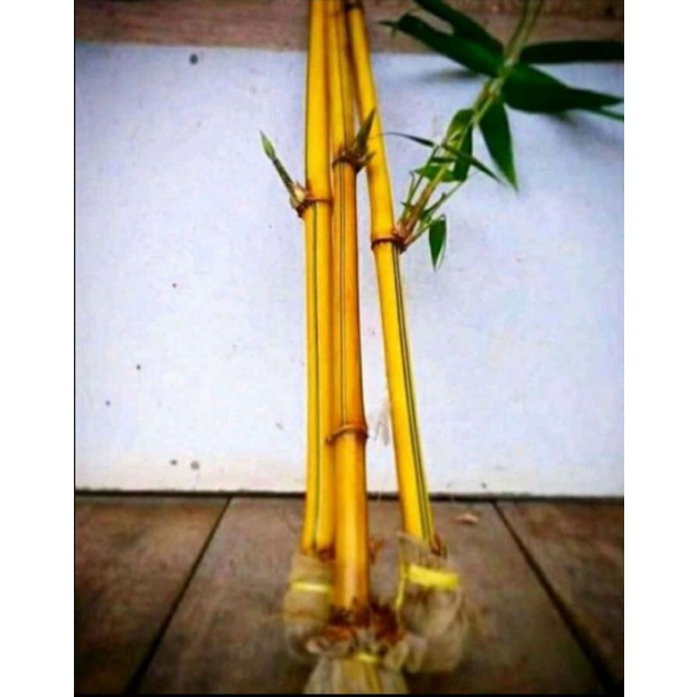 bibit bambu kuning
