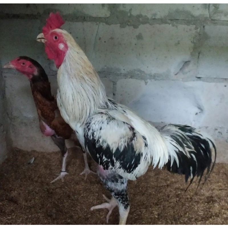 

TELUR AYAM BANGKOK SHAMO BRAZIL PETARUNG DAN ADUAN SIAP UNTUK DITETASKAN