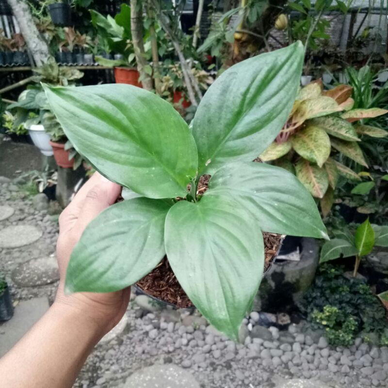 Sepatu Filum Bangkok