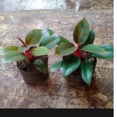 Tanaman hias philodendron red Congo/Philo Congo red