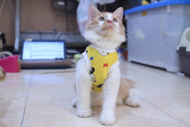 Baju rumahan simple untuk kucing dan anjing motif mickey mouse / baju kucing murah size S M L XL